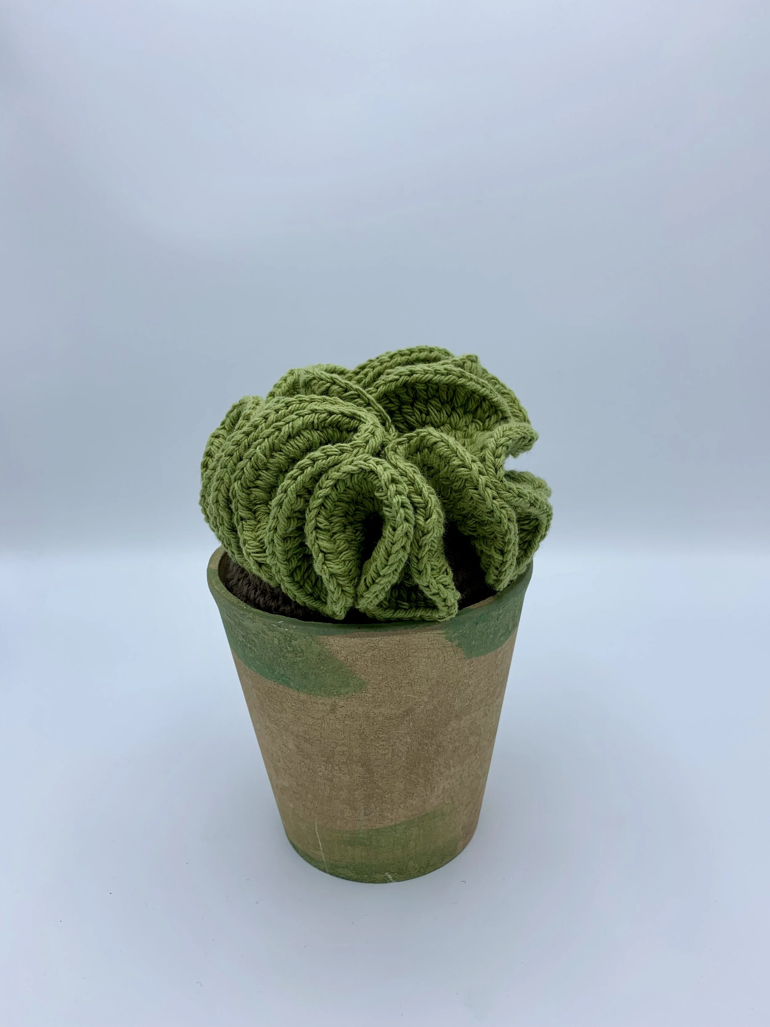 san pedro cactus sales Cactus Echinopsis Pachanoi - 2FT main image 0