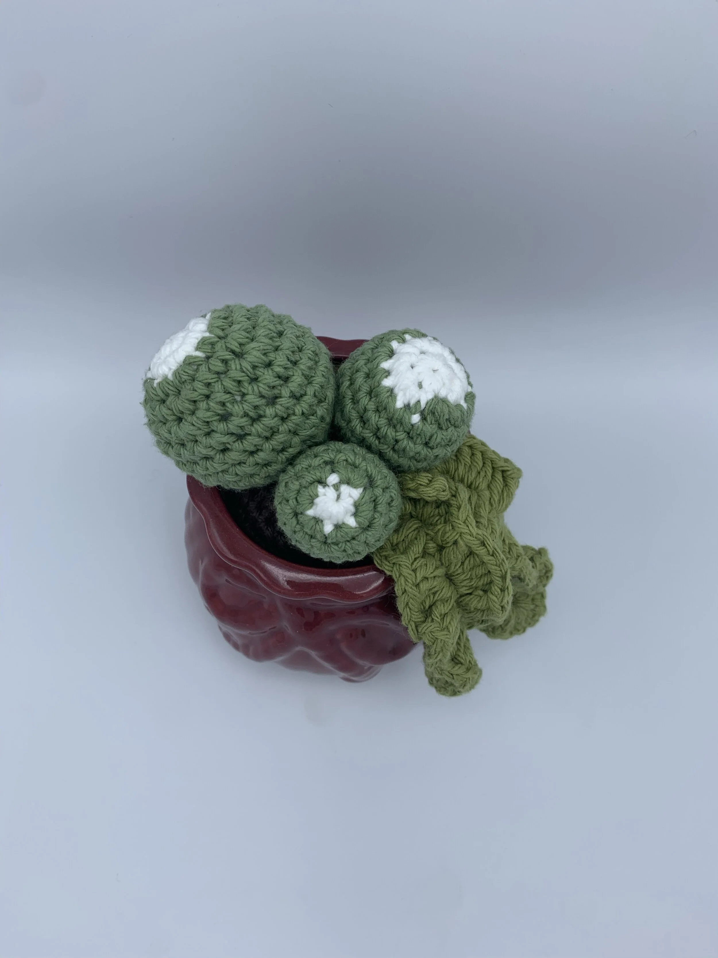 green round trio cactus