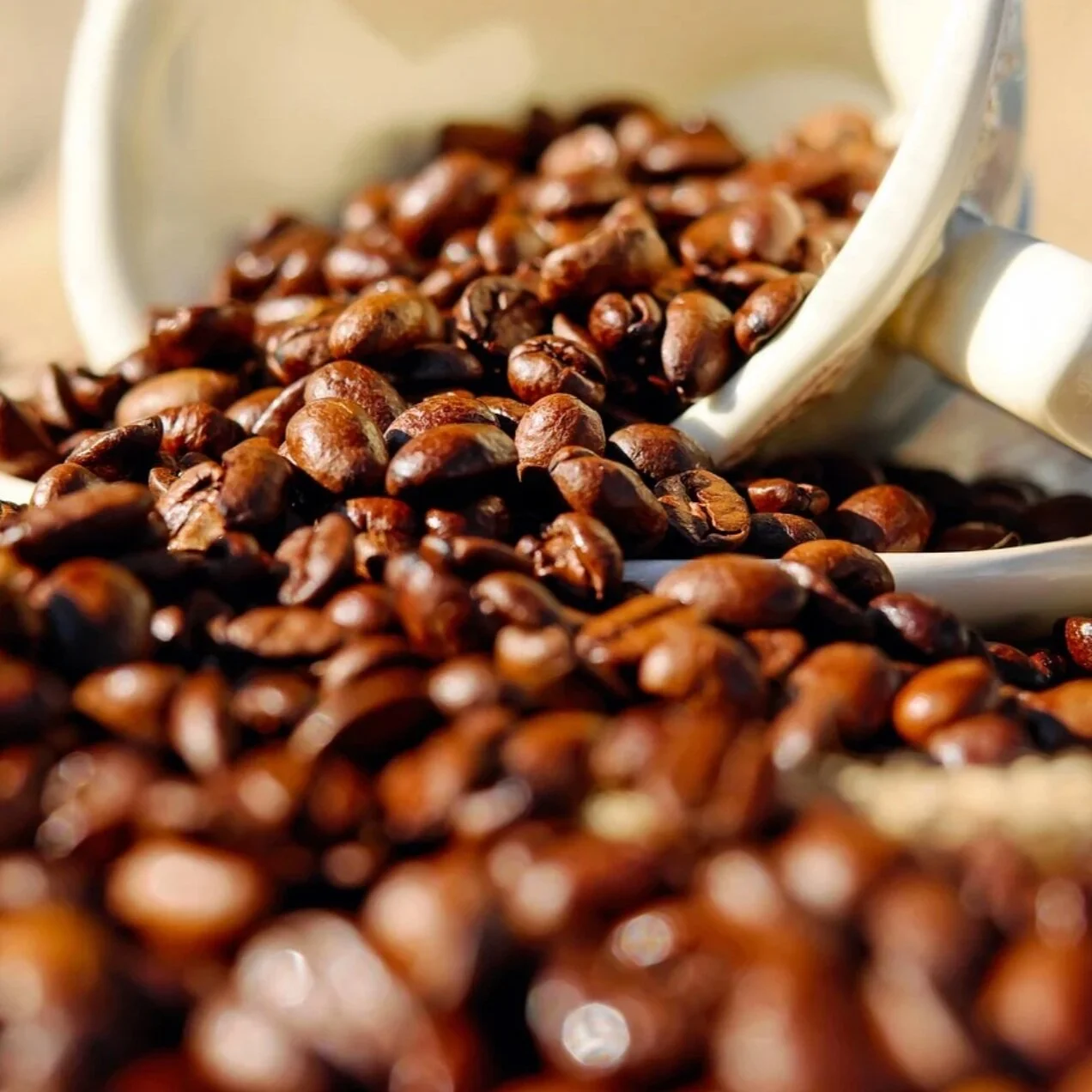 Top 3 Best Ottawa Coffee Roasters (Canadian Coffee Roastery)