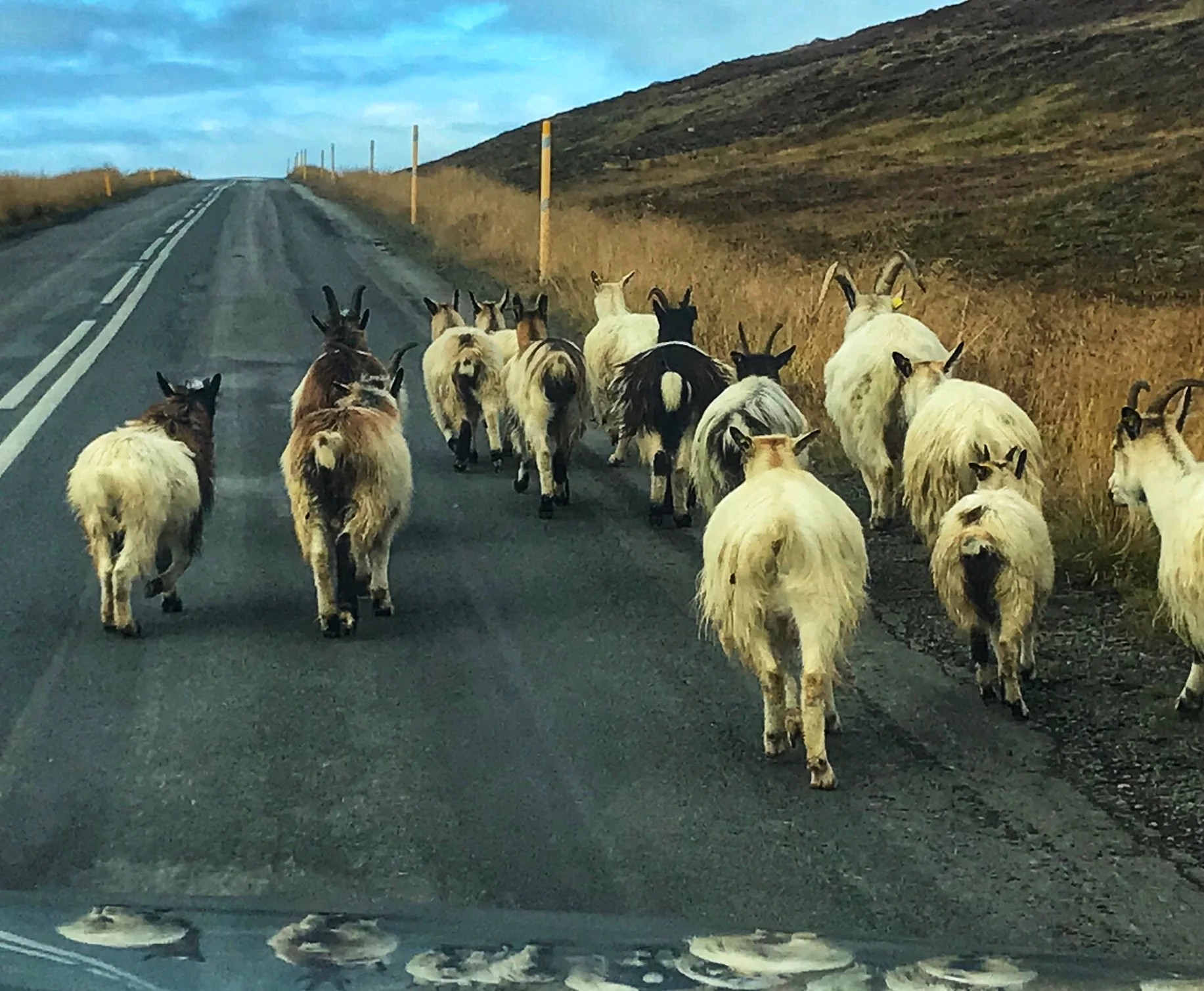 Icelandic traffic jam (2018)