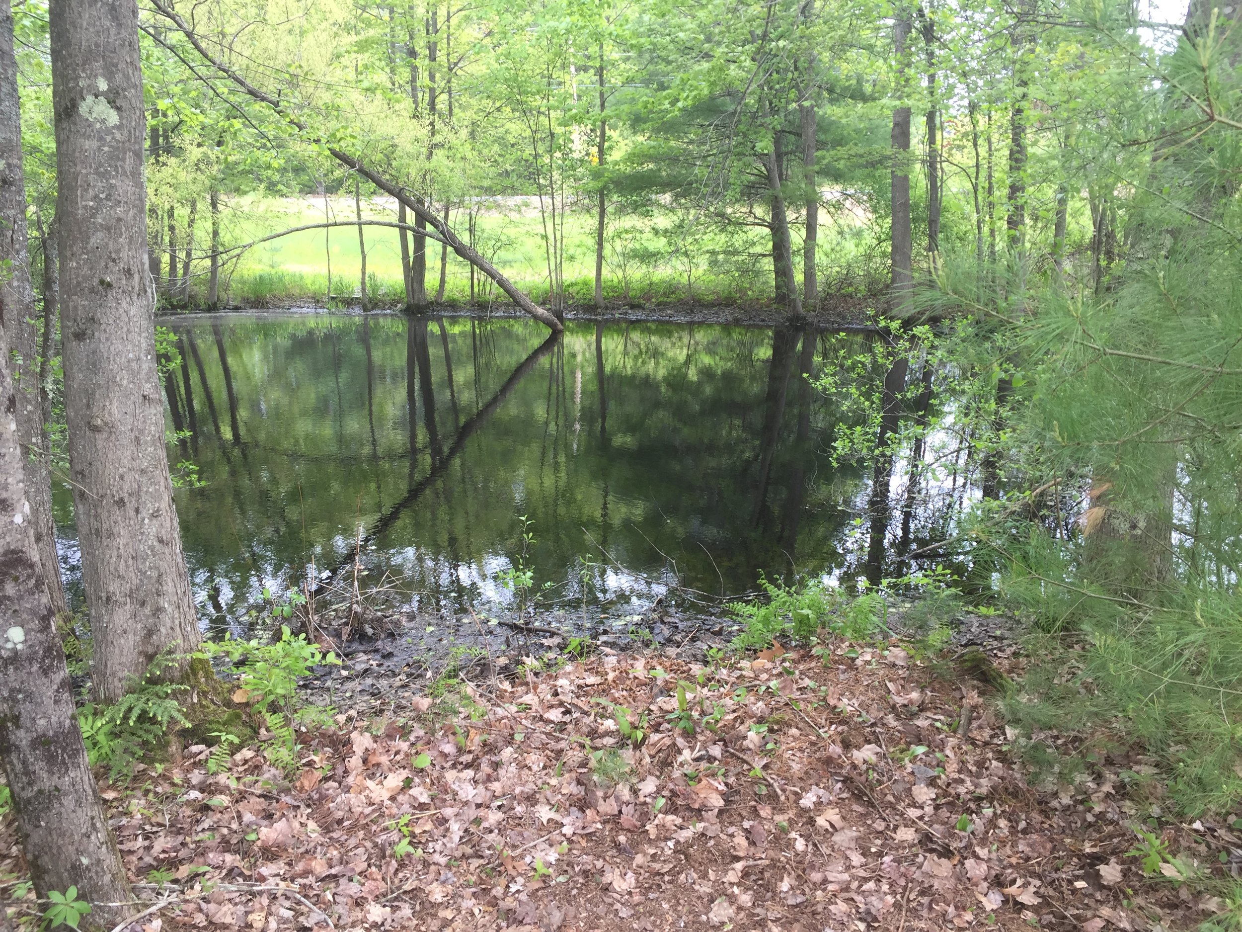  Small pond at west end of farm 