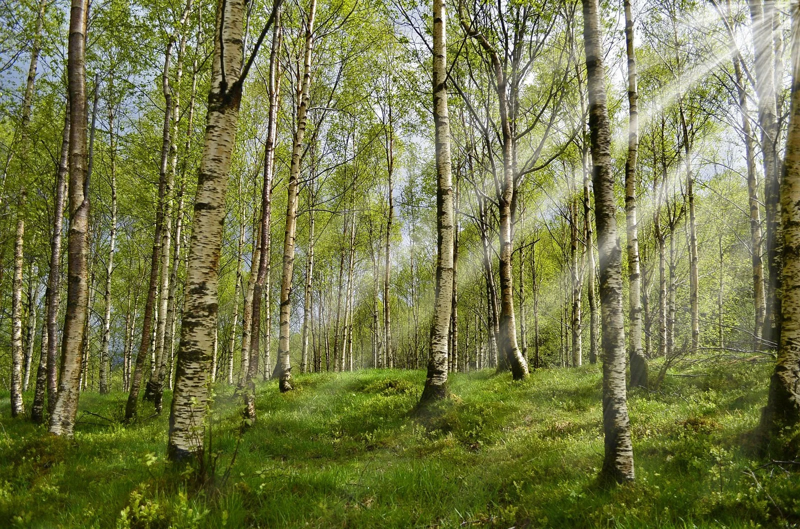 CelticMeaningBirchTree.jpg