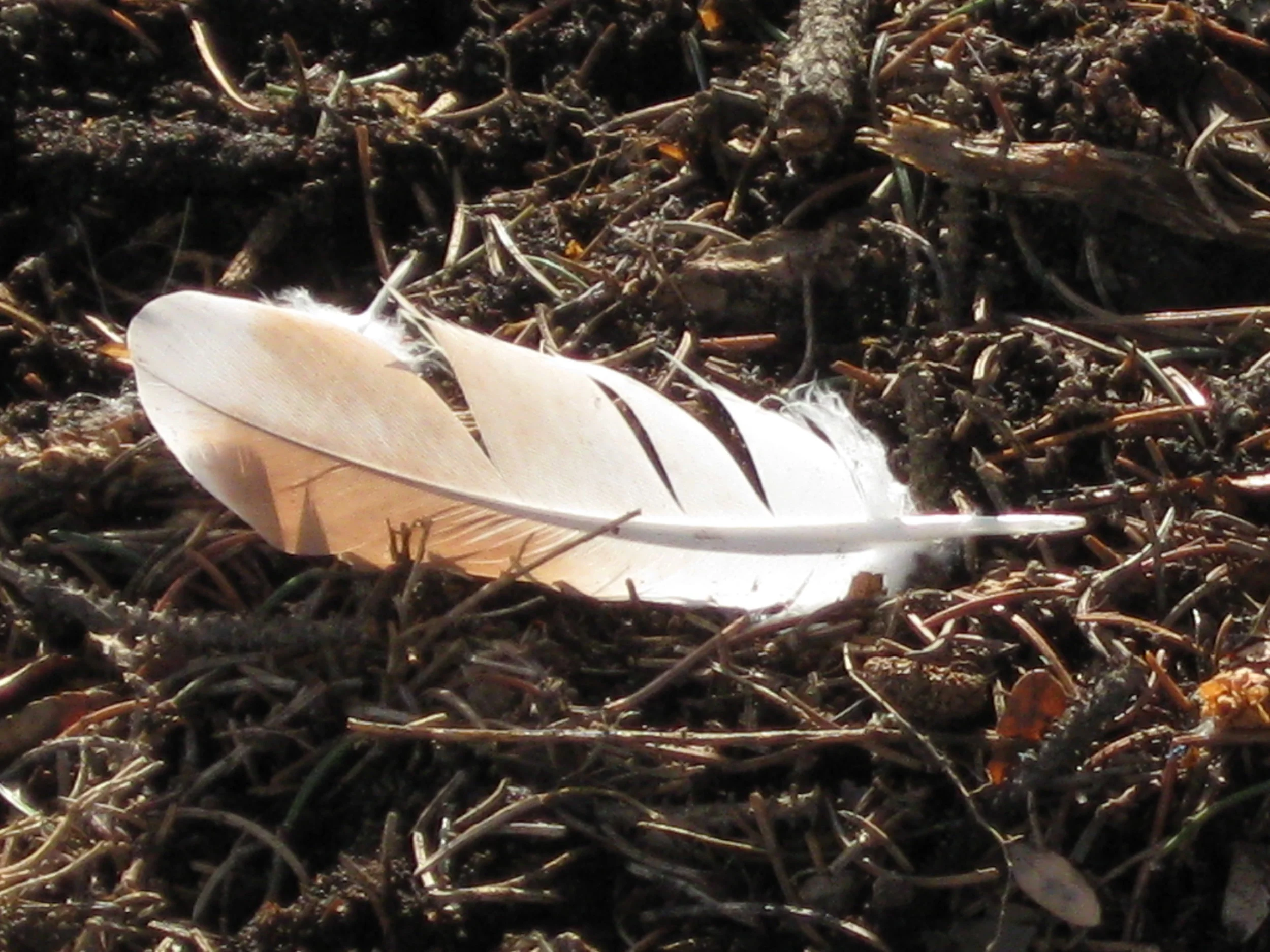 Feather at rest in autumn light.JPG