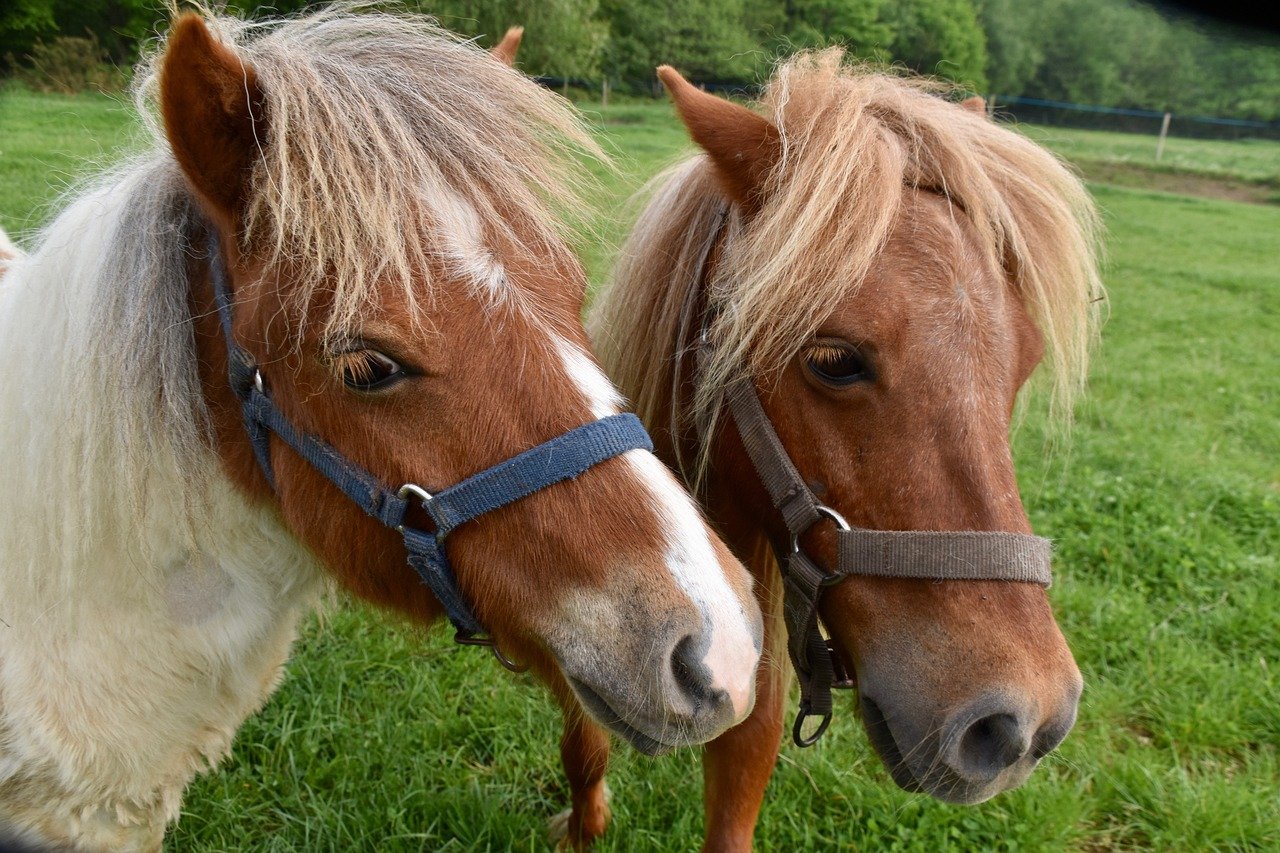 ponies-and-shetlands-5092701_1280.jpg