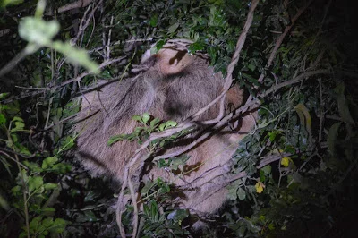 P.S. 2-toed Sloth!