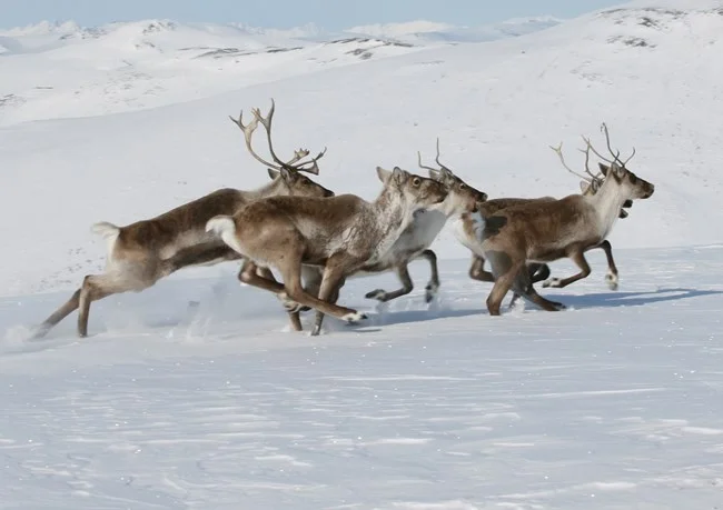Caribou &amp; Communities Presentation