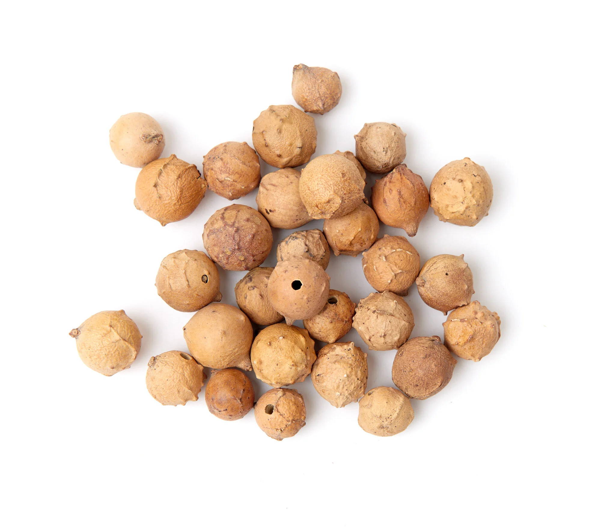Gallnut — Natural Dyes