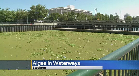 stockton-algae.jpg