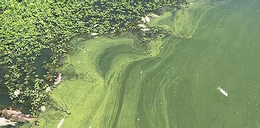 toxic_algae_bloom.jpg