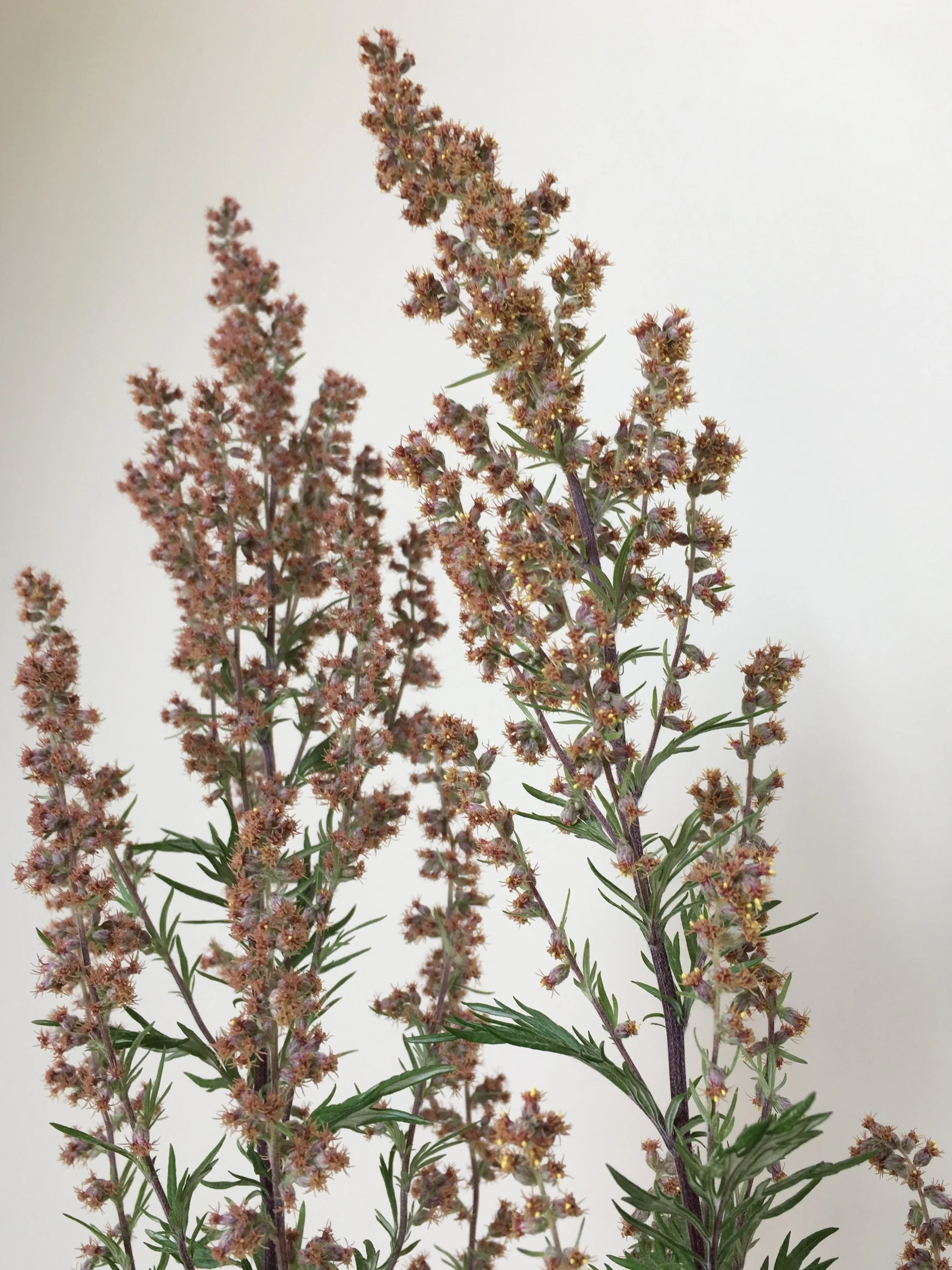 Mugwort©AmberFox.jpg