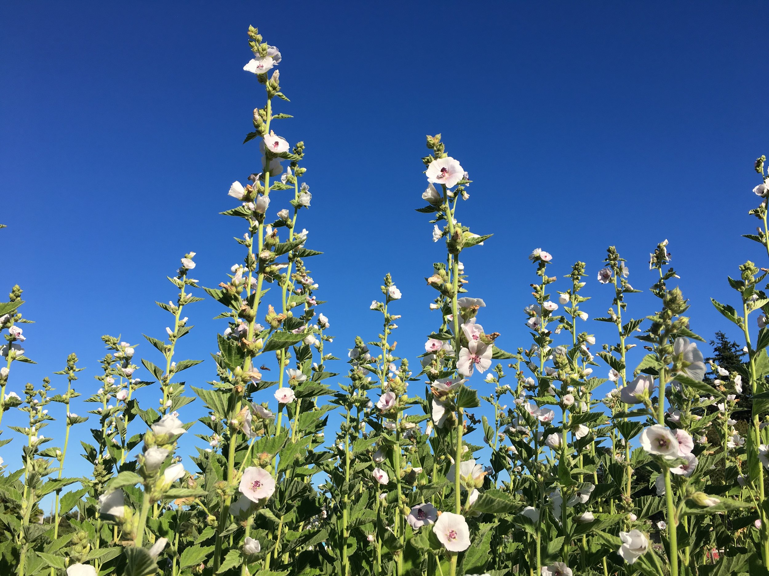 Simple Holistic Solutions for Travel &amp; Jet Lag