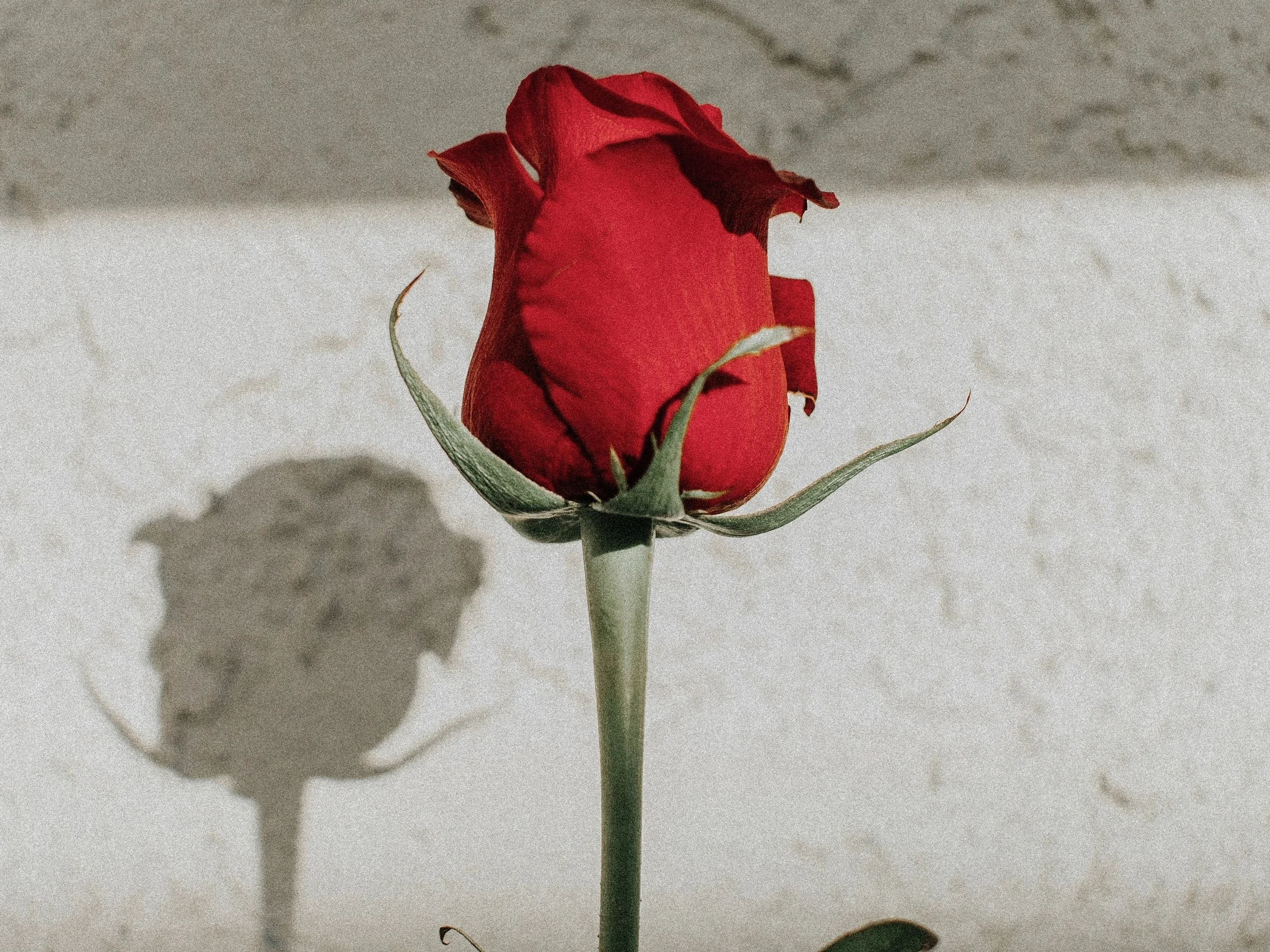 Vanessa Serpas Photography
