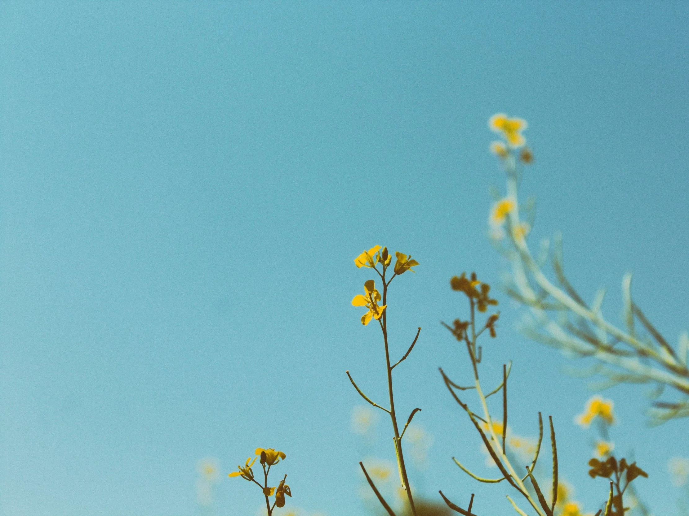Lucas Silva Pinheiro Photography