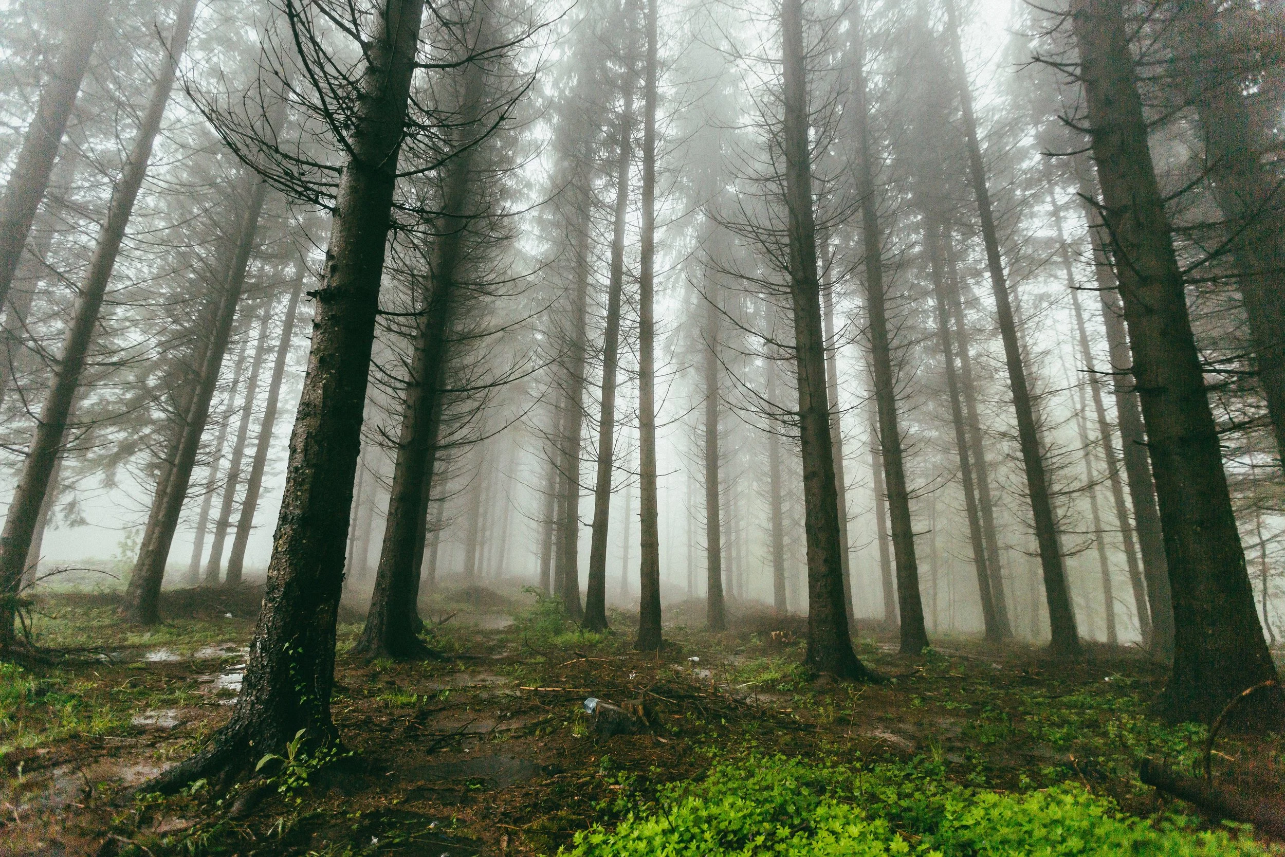 Photo by Filip Zrnzević on Unsplash