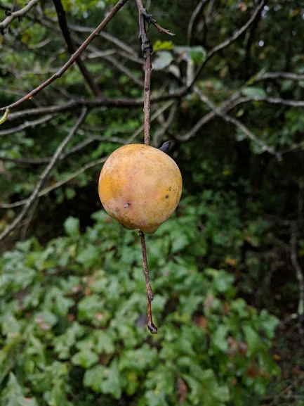 American Persimmon - but don’t eat it until it is soft and mushy!