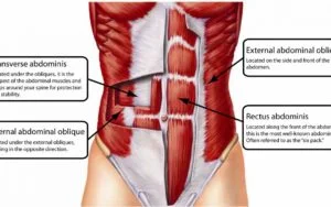 Abdominal-Muscles-1080x675-300x188.jpg
