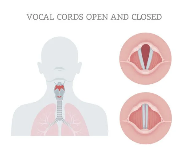 What Are the Vocal Folds?