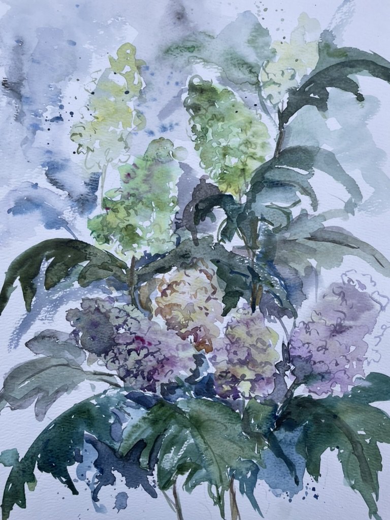 Floral 7  (hydrangea) , watercolor, 14" * 11", $ 200