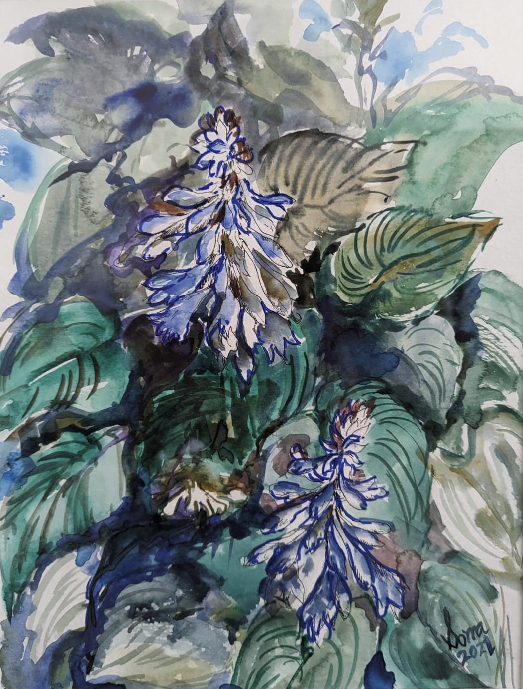 Floral 34 (Hosta), Ink and watercolor, 14" * 11", $ 200