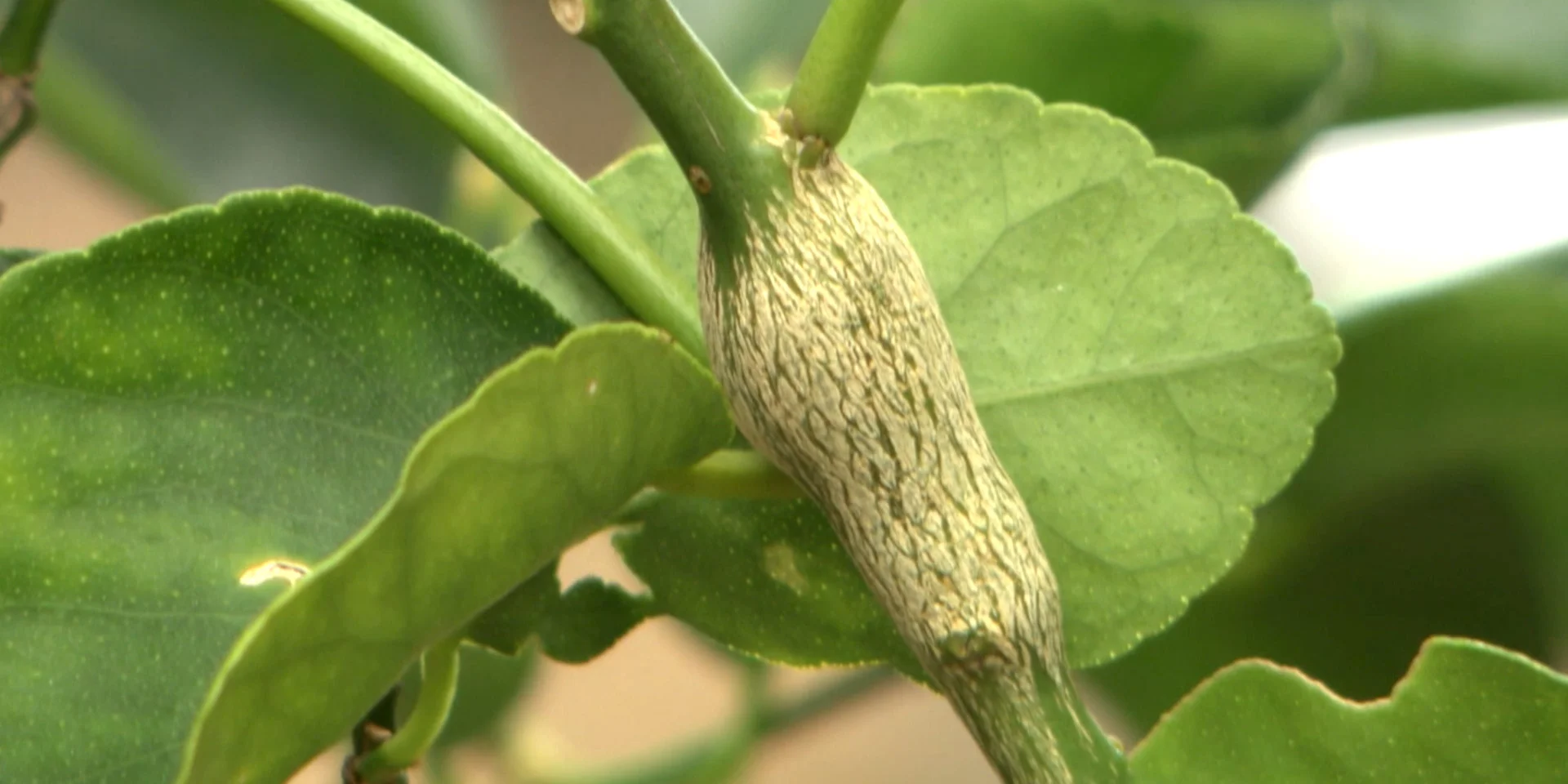 citrus-gall-wasp.jpg