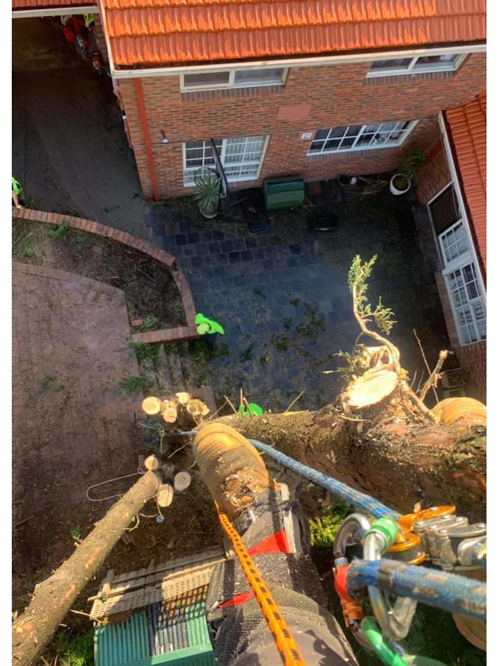 The Tree Trimmers - Big Pine Tree Removal - Eddie - Glen Waverley - tree over roof.png