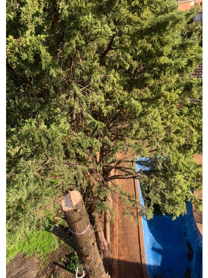 The Tree Trimmers - Big Pine Tree Removal - Eddie - Glen Waverley - Confined space.png