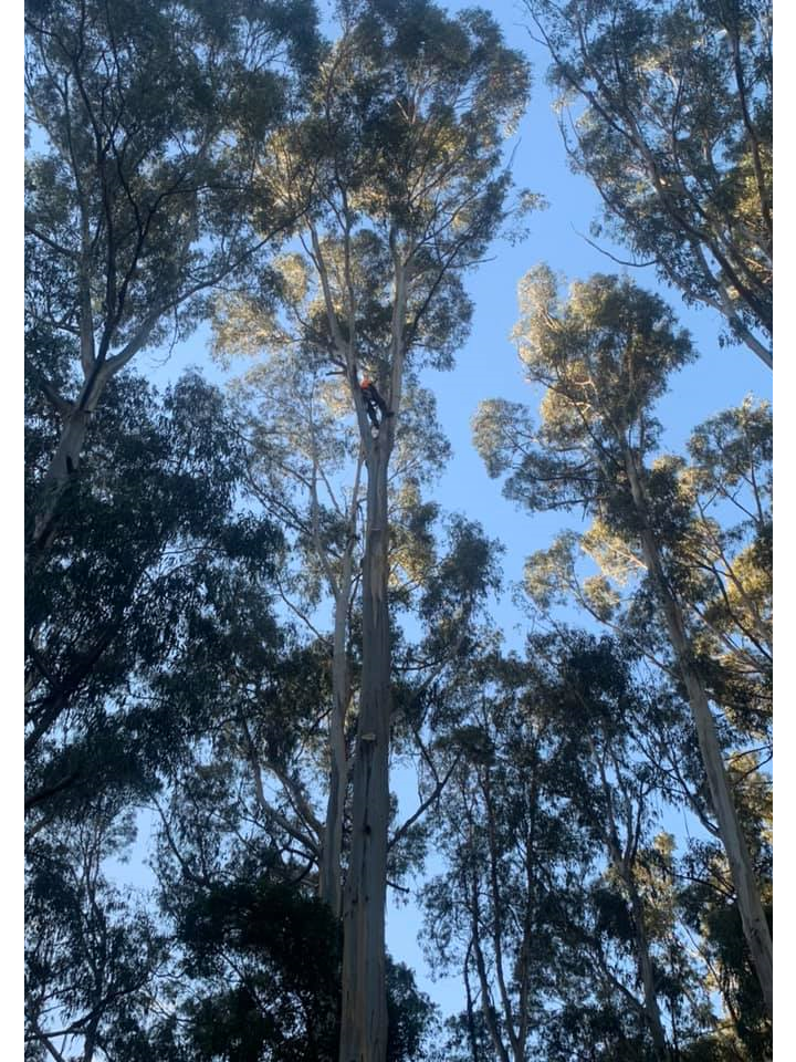 The Tree Trimmers - Large Eucalypt Tree Removal - Eddie - Selby.png