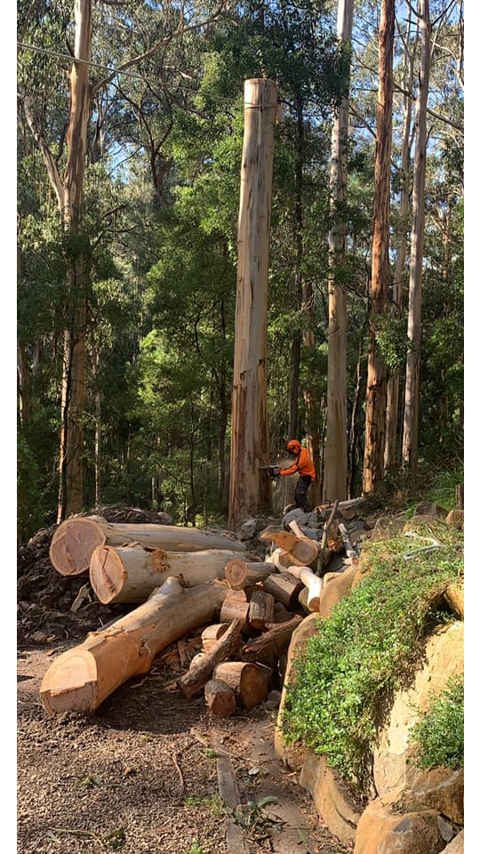 The Tree Trimmers - Large Eucalypt Tree Removal - Fire Wood - Eddie - Selby.png