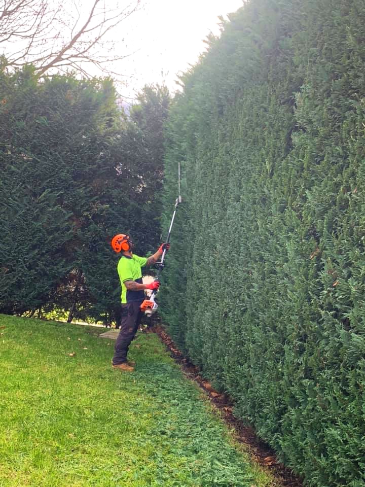 the+tree+trimmers+-+hedge+trimming+-+st+kilda+-+perfect+hedge.jpg