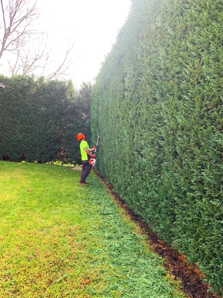 The Tree Trimmers - Hedge Pruning Job in St Kilda