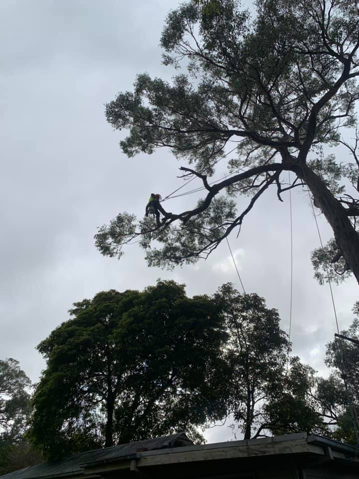 the tree trimmers - branch removal over roof - upwey - emergency job.jpg