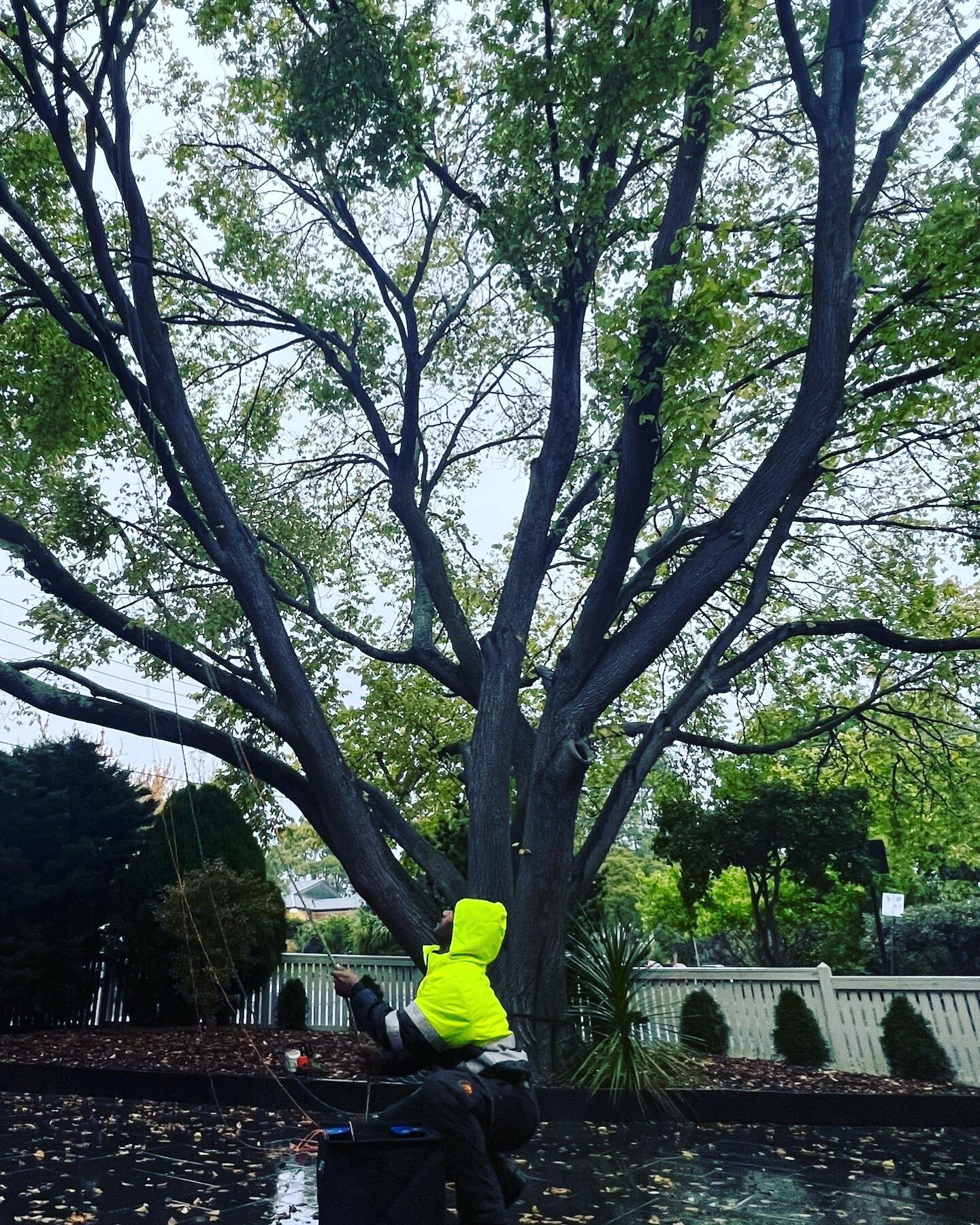 Pruning a Golden Elm today 🙌🏻

#thetreetrimmers #qualifiedarborist #arborist #morningtonpeninsula #melbourne #victoria #treeclimber #skilledtrade #outdoors #outdoorlife #treeremoval #treepruning #stormdamage #palmtree #hedges #hedgetrimming #golden