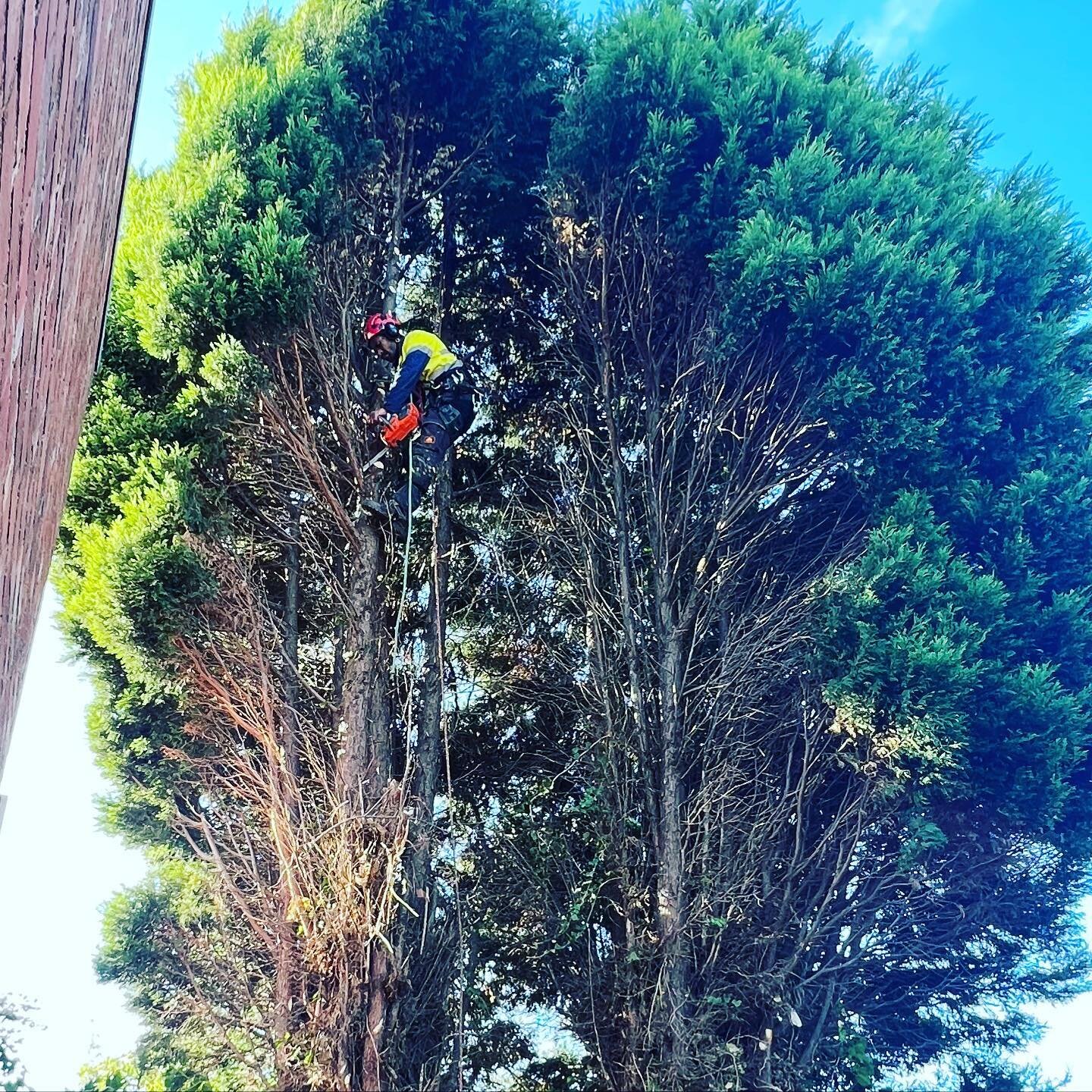 2 x Large Cypress tree removals in Prahran

#thetreetrimmers #qualifiedarborist #arborist #morningtonpeninsula #melbourne #victoria #treeclimber #skilledtrade #outdoors #outdoorlife #treeremoval #treepruning #stormdamage #palmtree #hedges #hedgetrimm