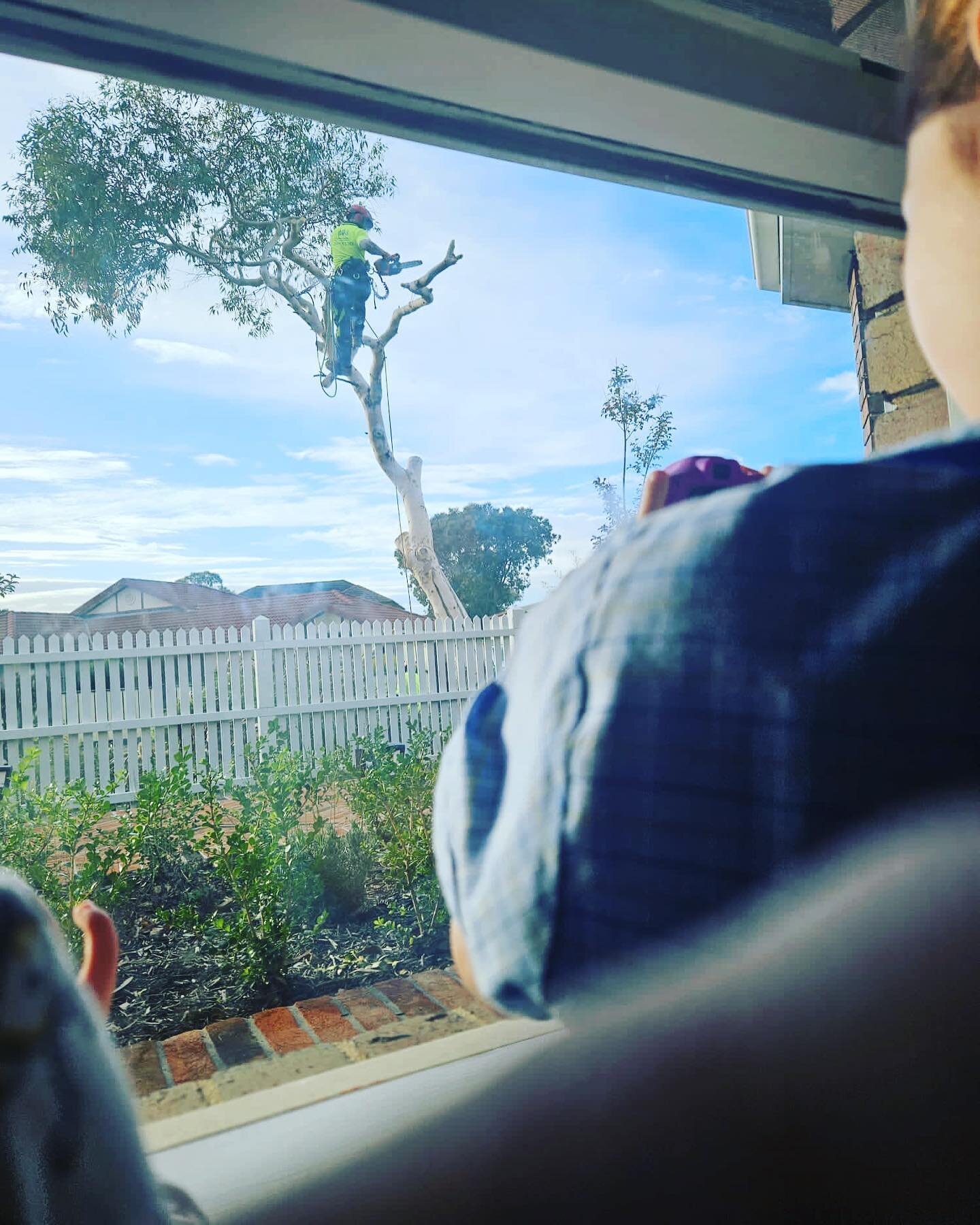 Not only do we remove trees we are also great children's entertainment 🙌🏻 photo taken by the kids 

- Nature strip tree removal in Mornington 

#thetreetrimmers #qualifiedarborist #arborist #morningtonpeninsula #melbourne #victoria #treeclimber #sk