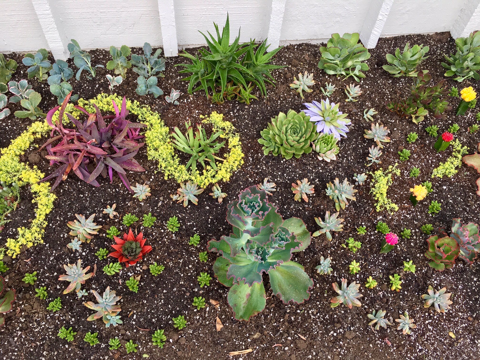 Succulent Garden