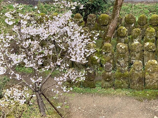 When everything is bloomed and beautiful, there's nobody... but birds and a deer!🌸🦌(she just ran away so I couldn't take pics🙈sorry!) Feeling like I was in Disney world..!