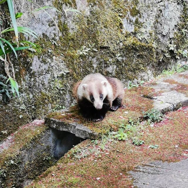 Hi there! 🦝🦡🌿 'since there's no one I came down, yo!' #imnotpanda🐼