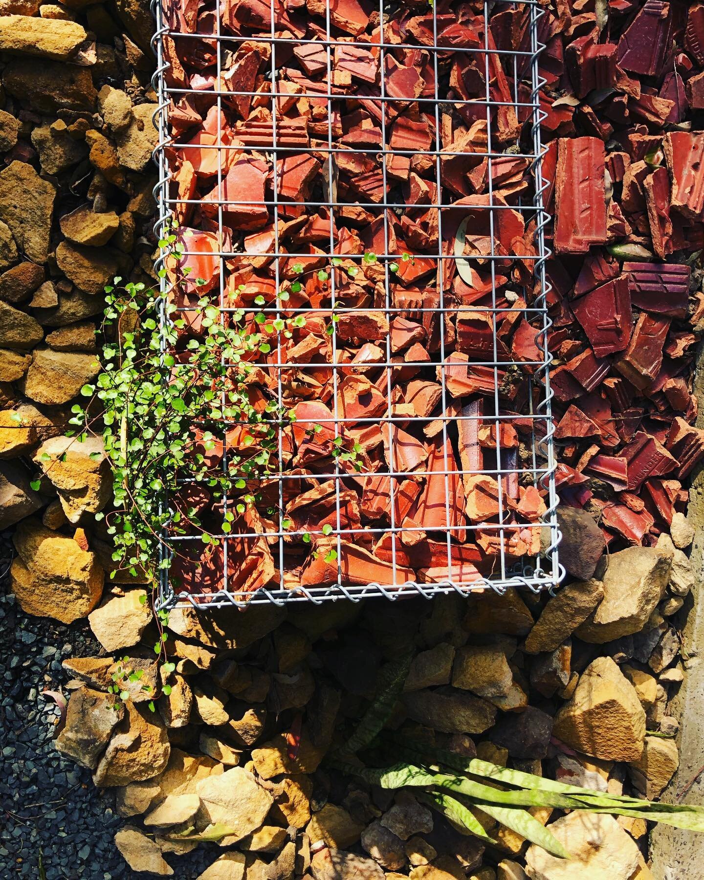 At our Coledale project, we decided to reuse the terracotta tiles for some gabion basket retaining walls. Reduce, Reuse, Recycle ♻️