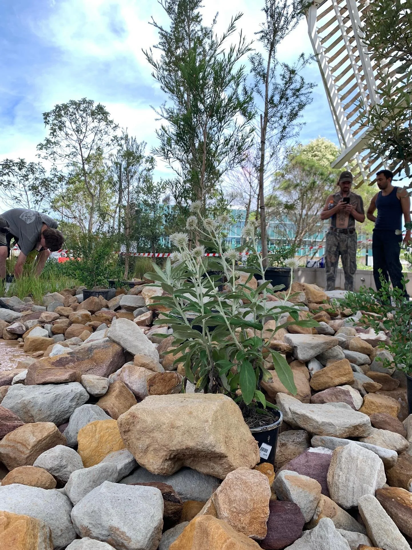 Our landscape installation as a part of @__ifad__ coming along nicely. Designed and installed by @greau.studio and plants supplied by @wollongongbotanicgarden , this will be the perfect addition to our speakers event on Sunday. Still a few tickets le