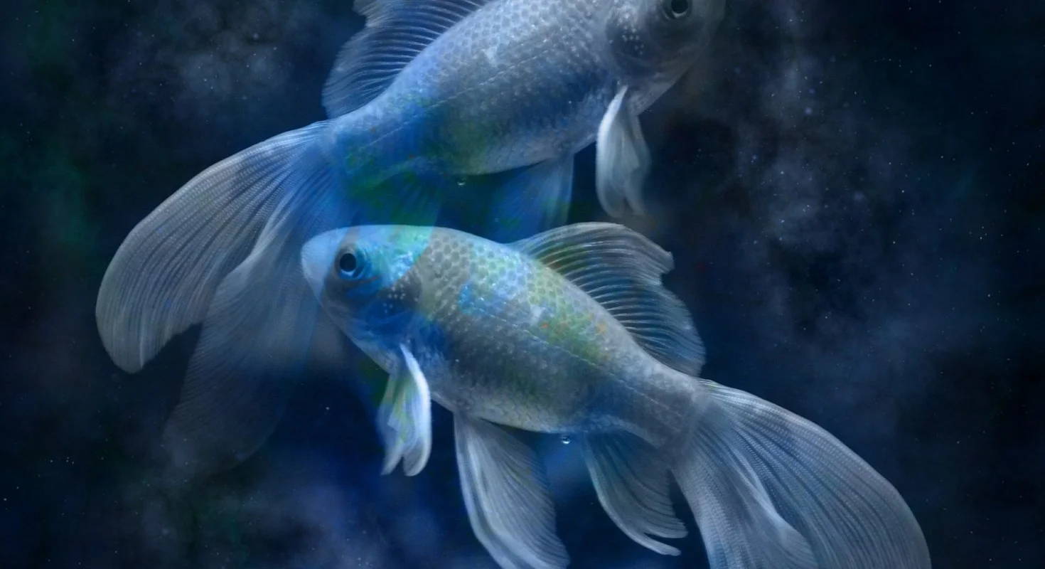 Pisces Love and Sex Astrology.jpg