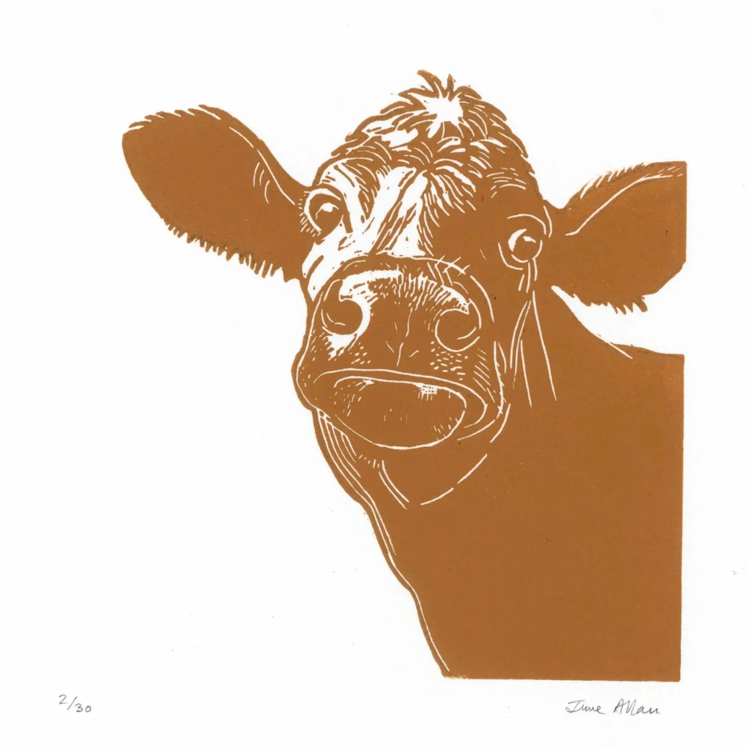 curious_cow_linosqsp.jpg