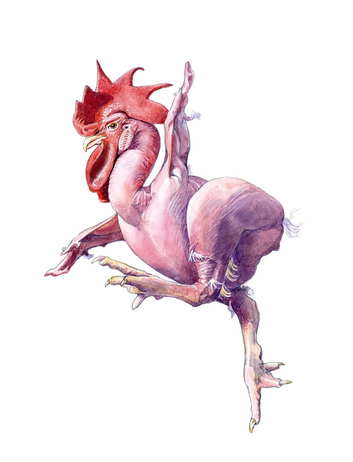 birdsfeatherlesschicken.jpg