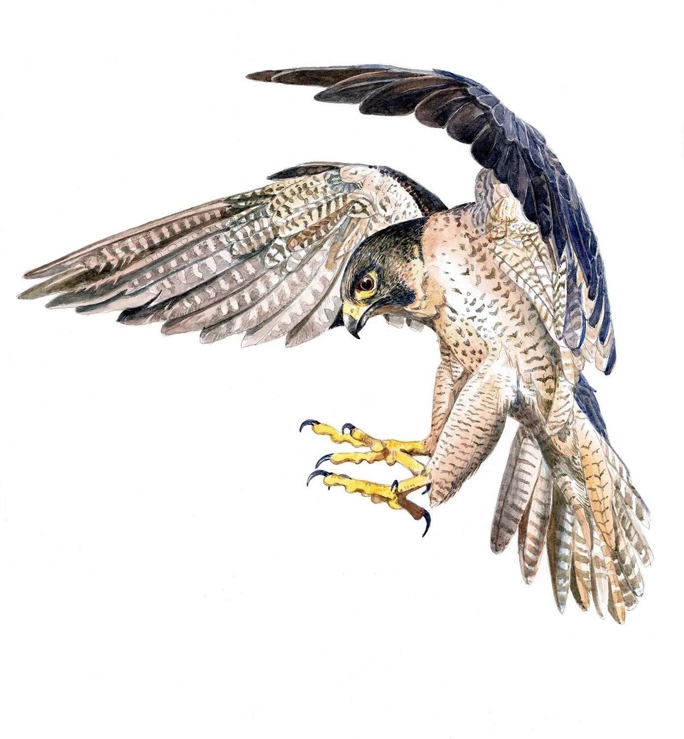 birdsperegrinefalcon.jpg