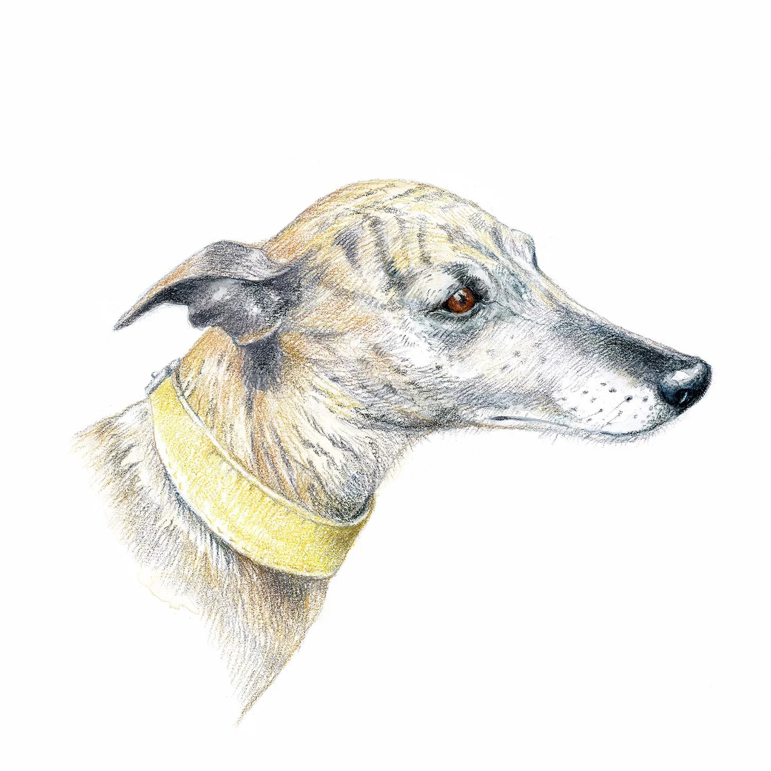 brindle_new_72.jpg