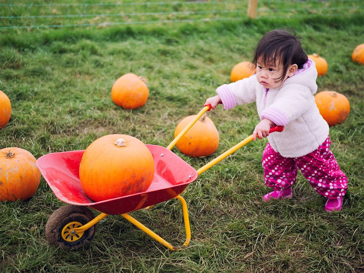Toddler pushing a wheel barrel on a pumpkin farm