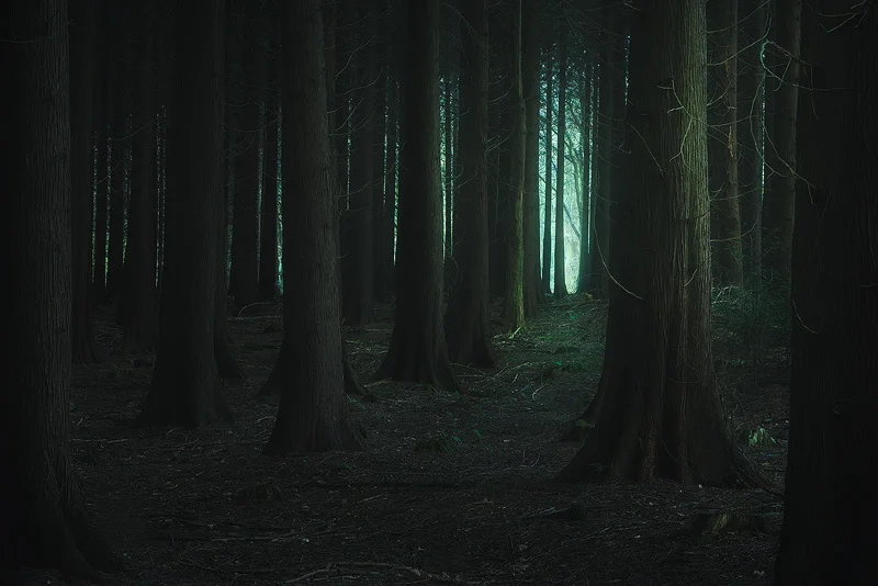 Where the Forest Knows your Name.jpg
