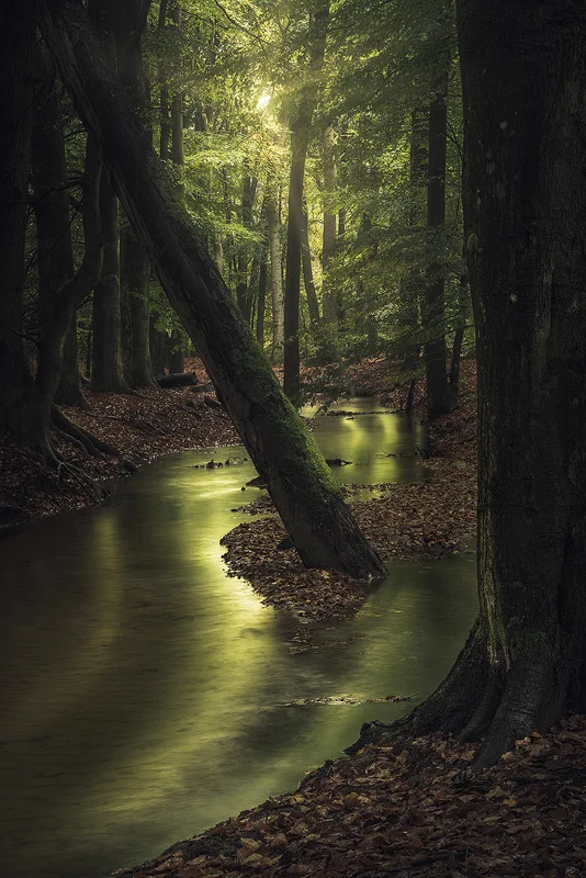 Verdant Awakening.jpg