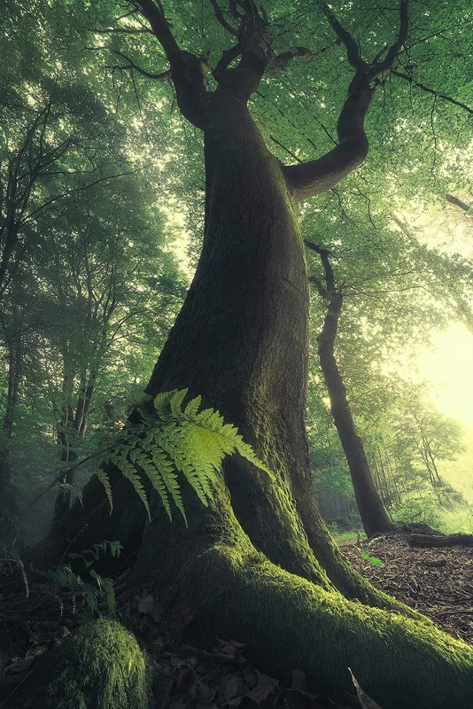 Arboreverie.jpg