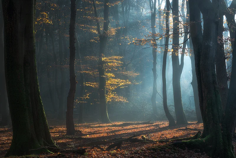 Shimmering-Grove.jpg