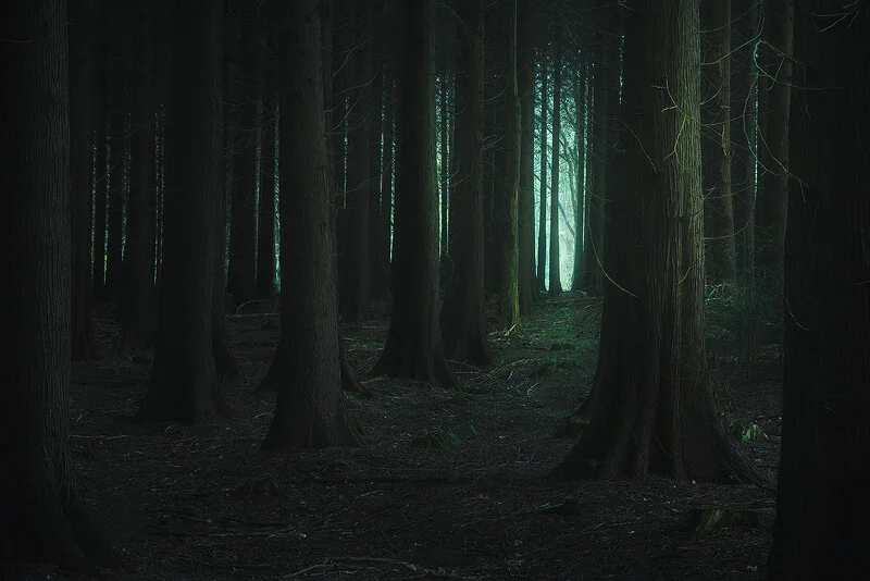 Where the Forest Knows your Name.jpg